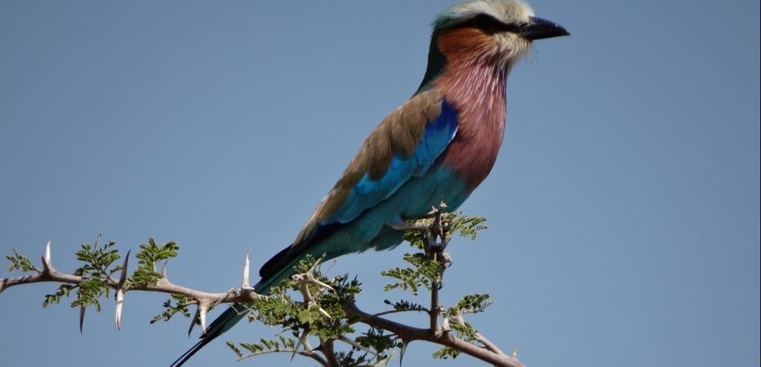 Botswana and Victoria Falls safari - Debby Verkijk Conradie
