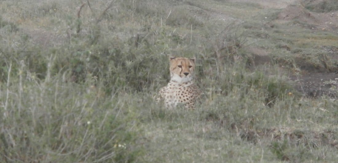 My African dream - Benigna and Mario’s Serengeti safari adventure