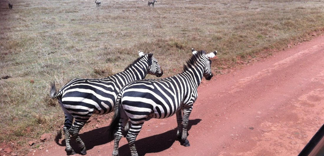 My African dream - Benigna and Mario’s Serengeti safari adventure