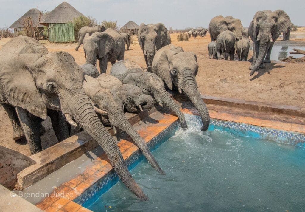 9a.Imvelo Safari Lodges - Nehimba - superherds at the pool in camp
