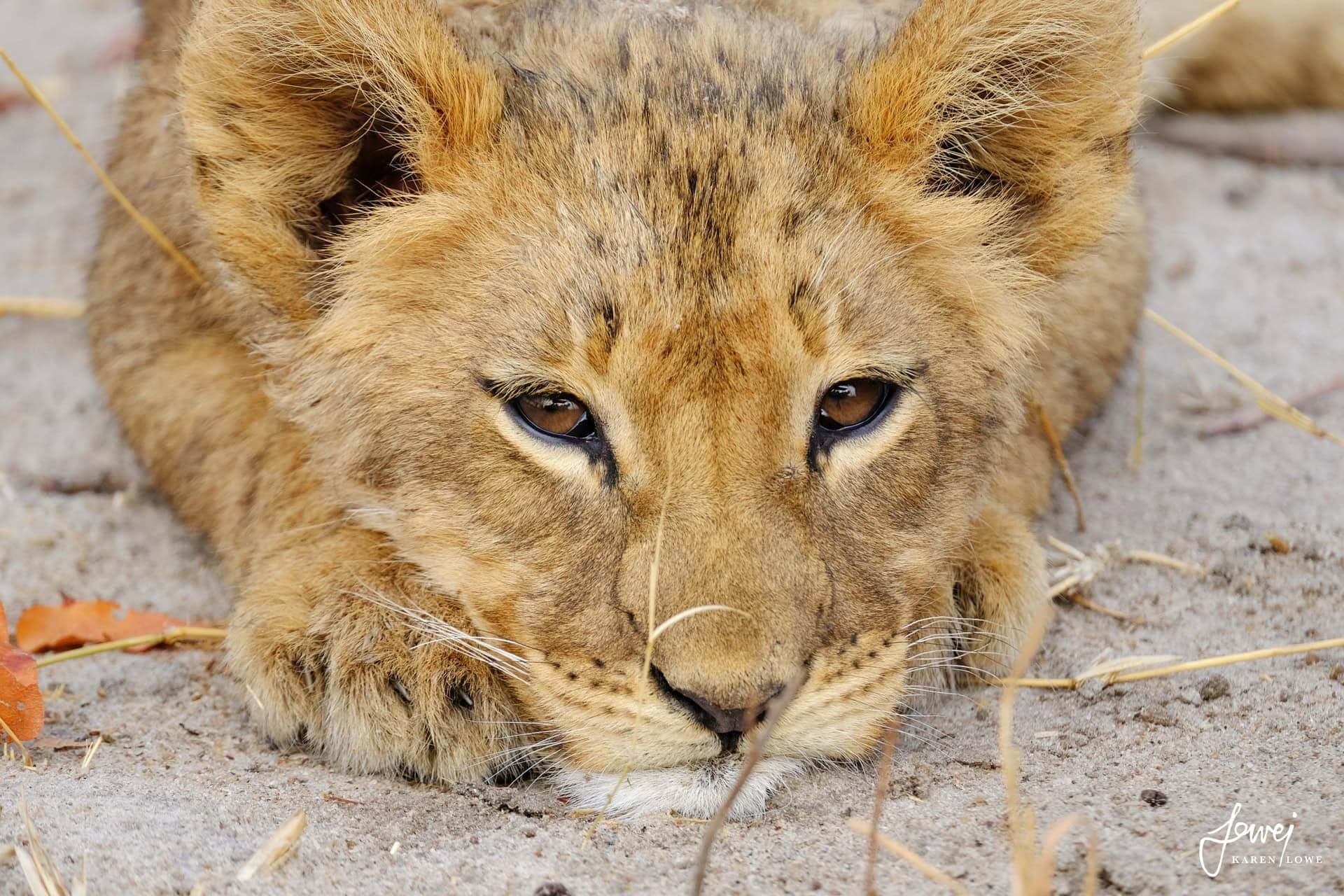 Lion cub as seen in Hwange National Park on a Big Five safari