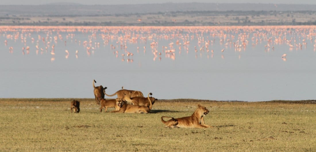 Everlasting African memories