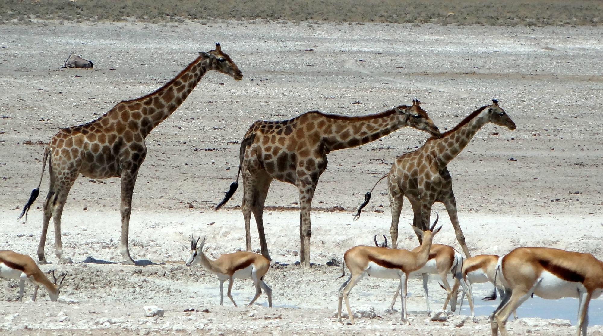 Giraffes in Okaukuejo, Etosha National Park. One of the many national parks in Africa.