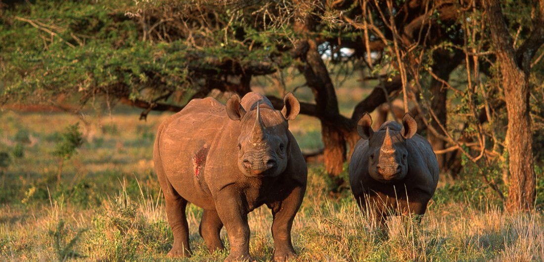 Expert Q&A: Africa’s best Big Five safari destinations