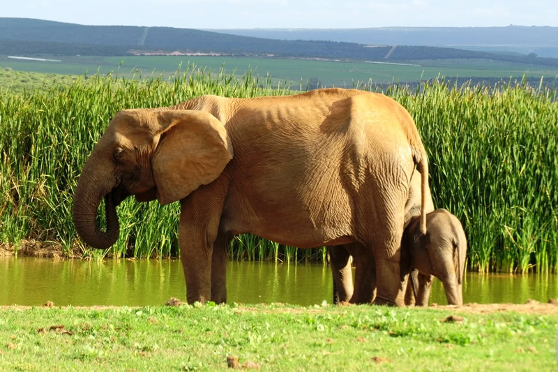 Elephants sighting on safari