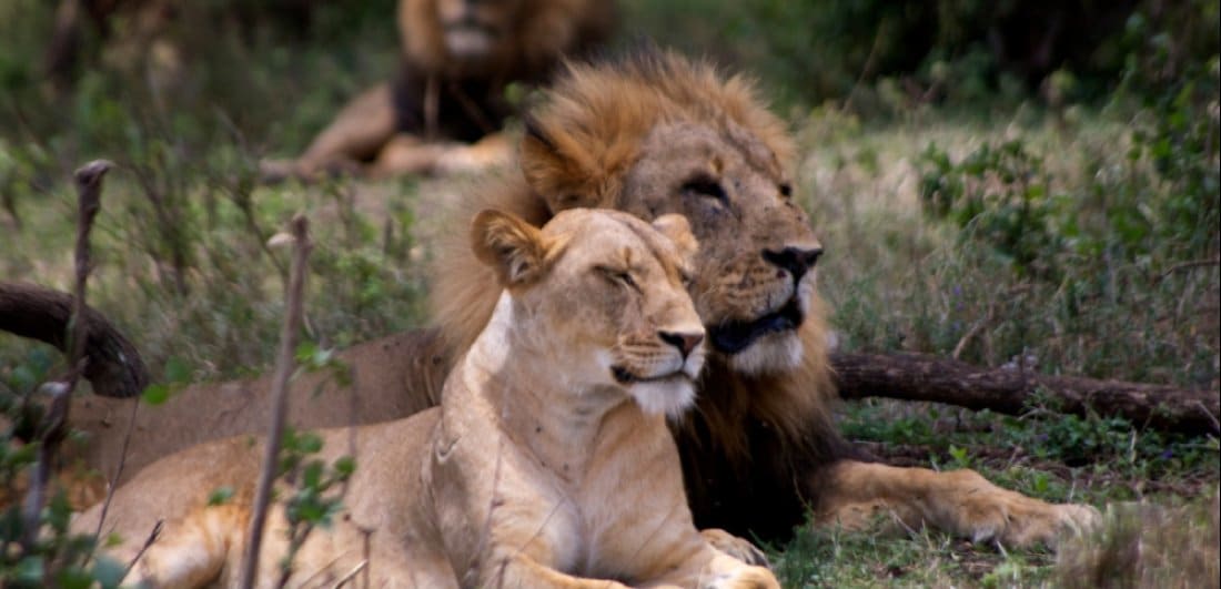 A rough guide to the best national parks in Rwanda