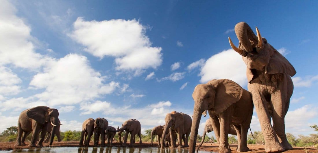 Image of elephants at a watering hole taken from a photographic hide