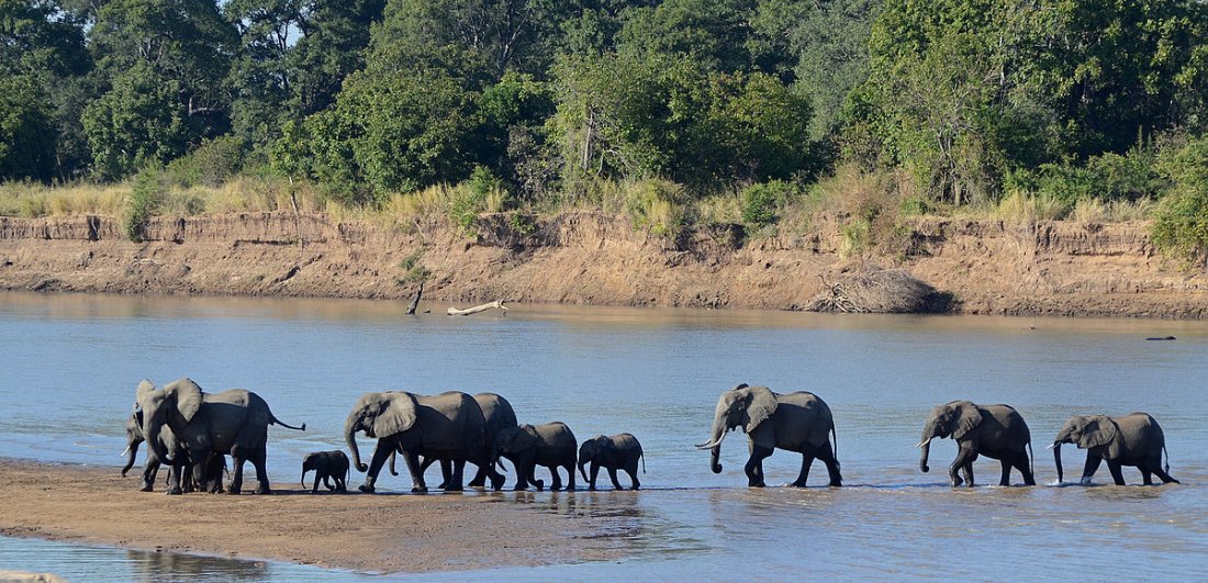 Elephants walking insync