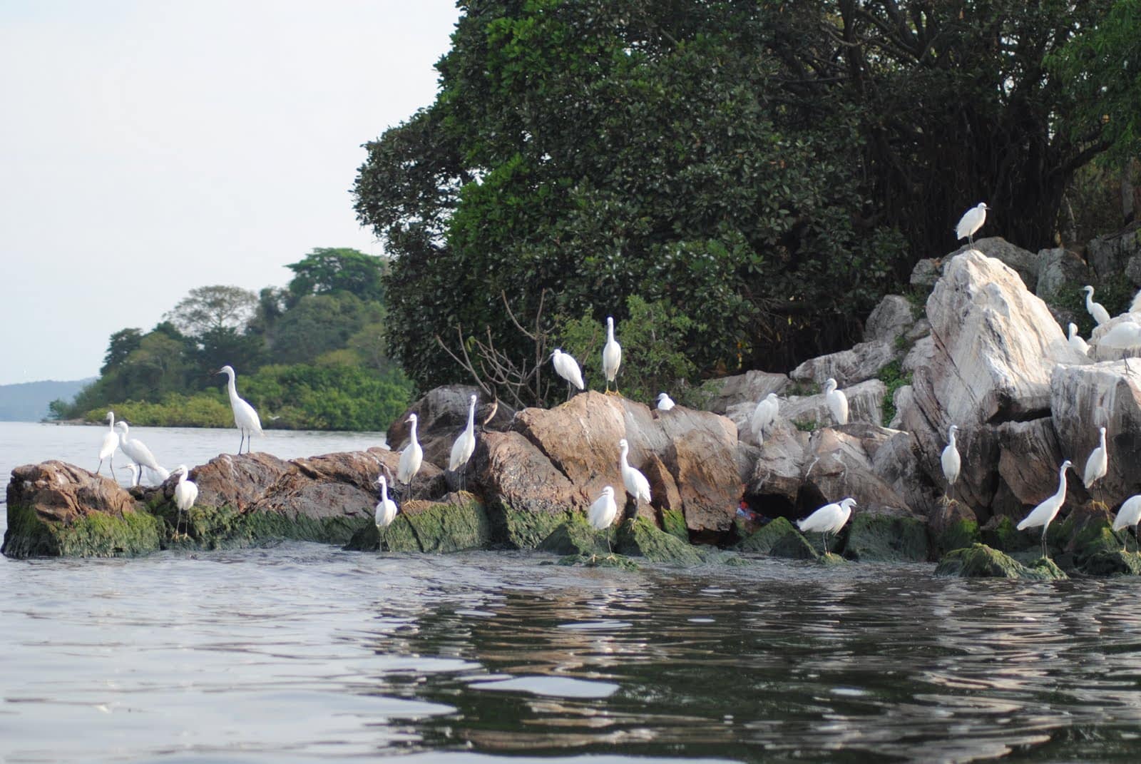 Five things to do in Rubondo Island National Park