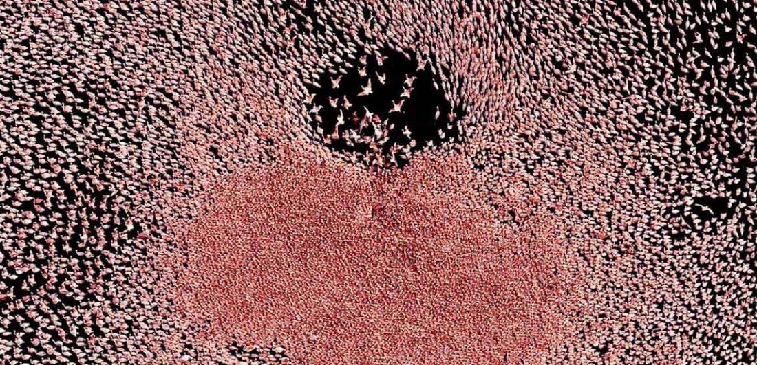 flamingos over the Makgadikgadi Salt Pans