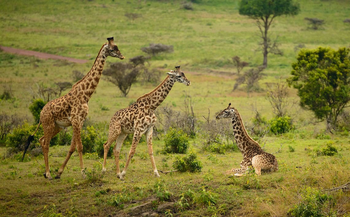 A traveler’s guide to Arusha