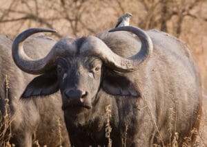 Buffalo in Akagera National Park, Rwanda.