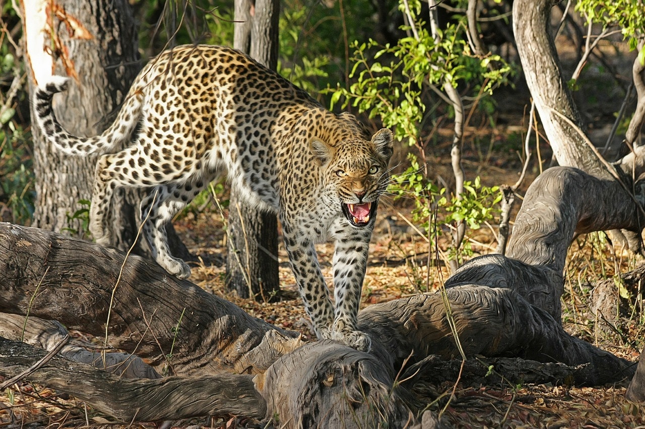 Five must-see camps for big cat safaris.