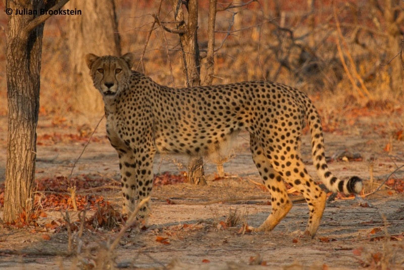 Julian Brookstein, Professional Guide / Safari Camp Manager at Camp Hwange