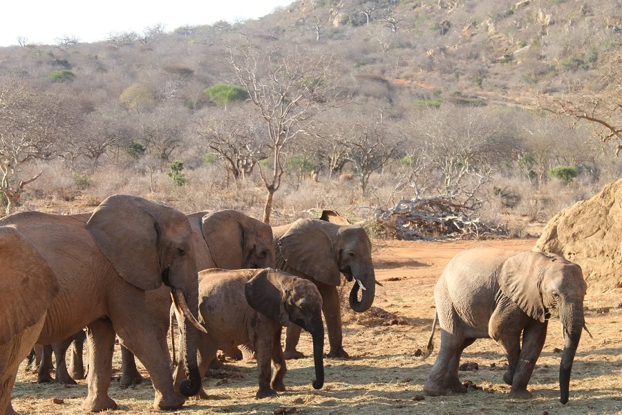 Recommended camps in Chyulu Hills