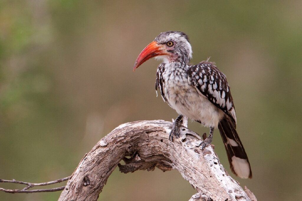 Red Billed Hornbill spotted on a birding safari in Botswana. Photo: African Bird Club