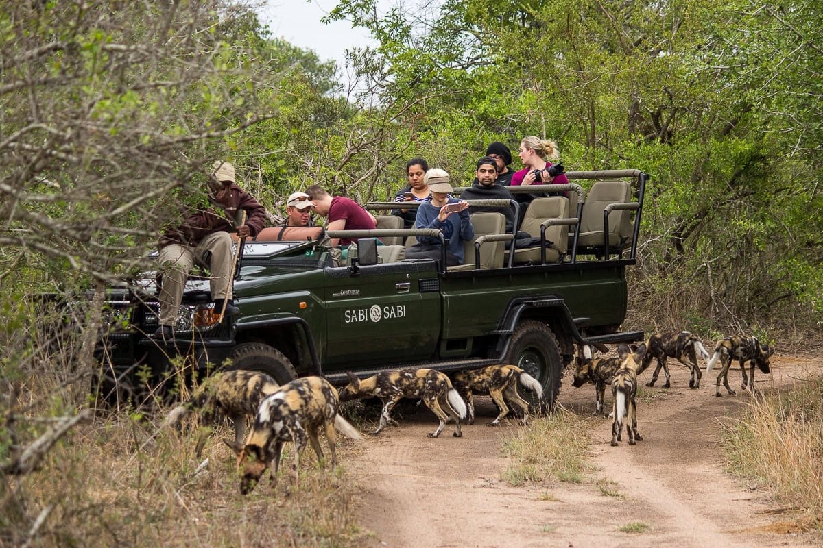 Game drive spotting a pack of wild dogs in Sabi Sabi