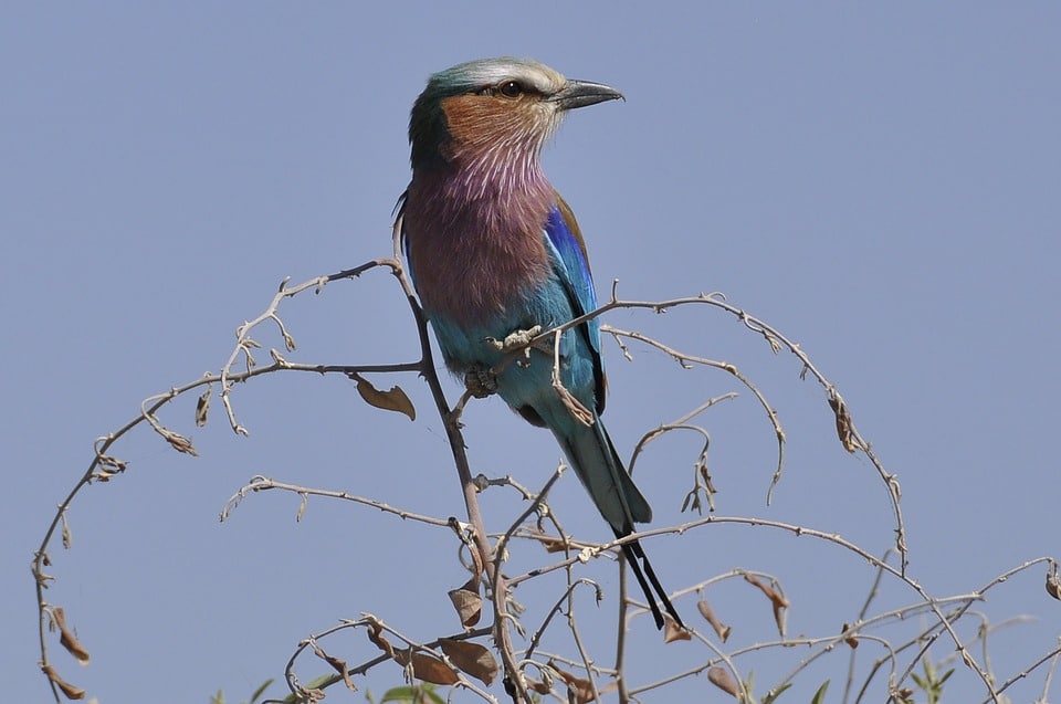 Five of the most memorable experiences on the Chobe