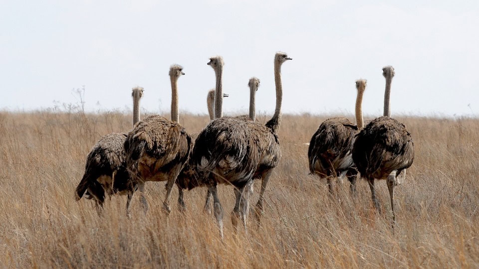 Surprising Eats: Three unusual bushveld foods
