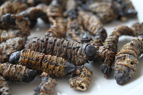 Surprising Eats: Three unusual bushveld foods