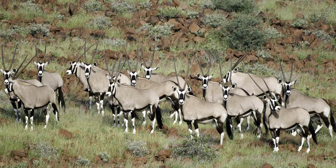 Luxury Lodge of the Week: Damaraland Camp, Namibia