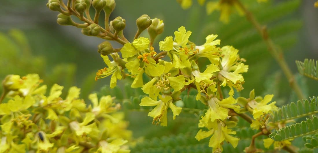 The Secrets of the Weeping Wattle Tree