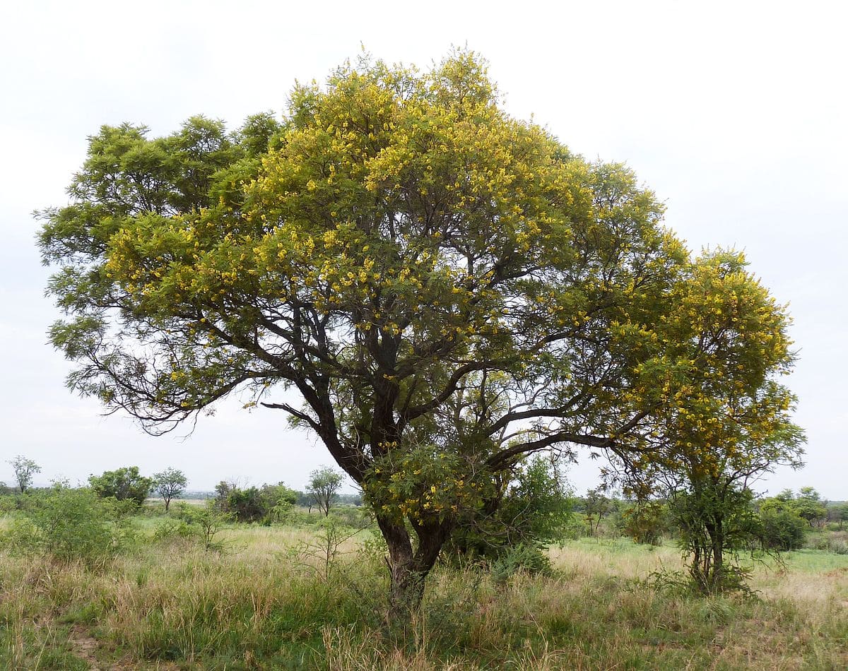 The Secrets of the Weeping Wattle Tree