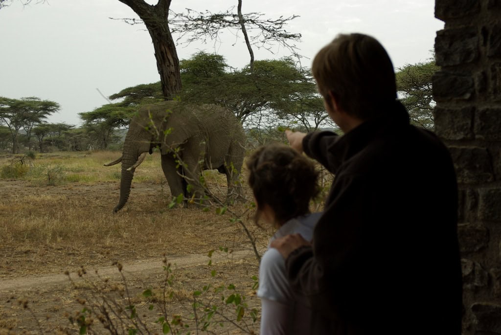 affordable-serengeti-safari