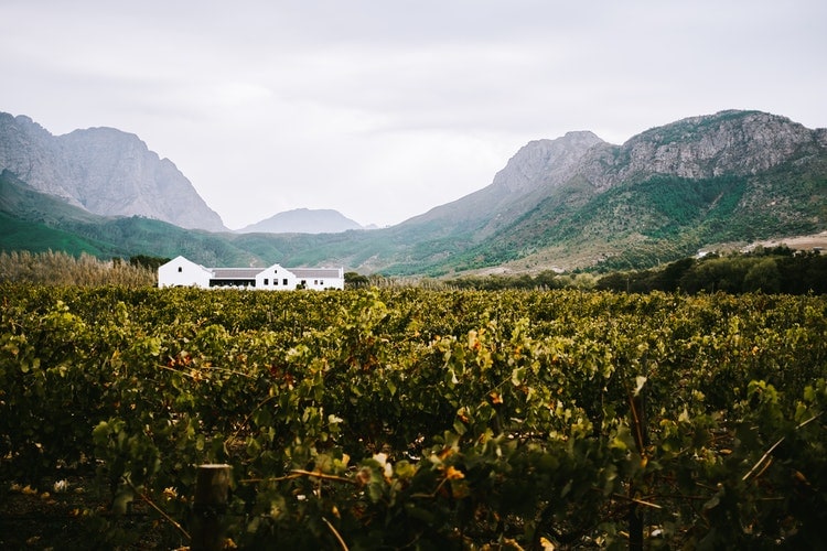 The Western and Eastern Cape Winelands