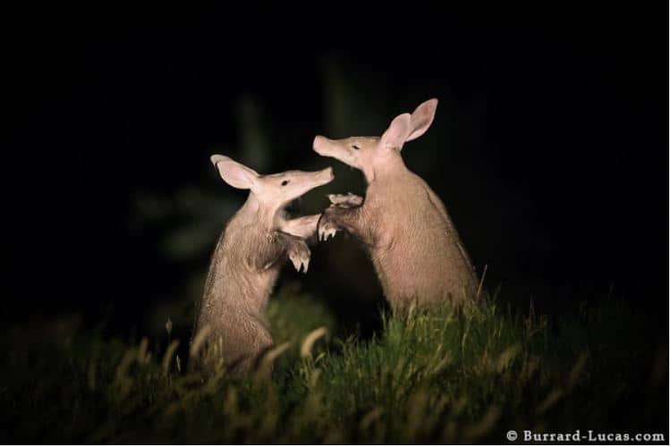 Photographer of the month: Will Burrard-Lucas