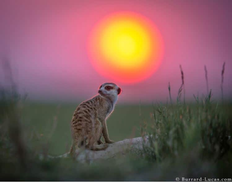 Photographer of the month: Will Burrard-Lucas