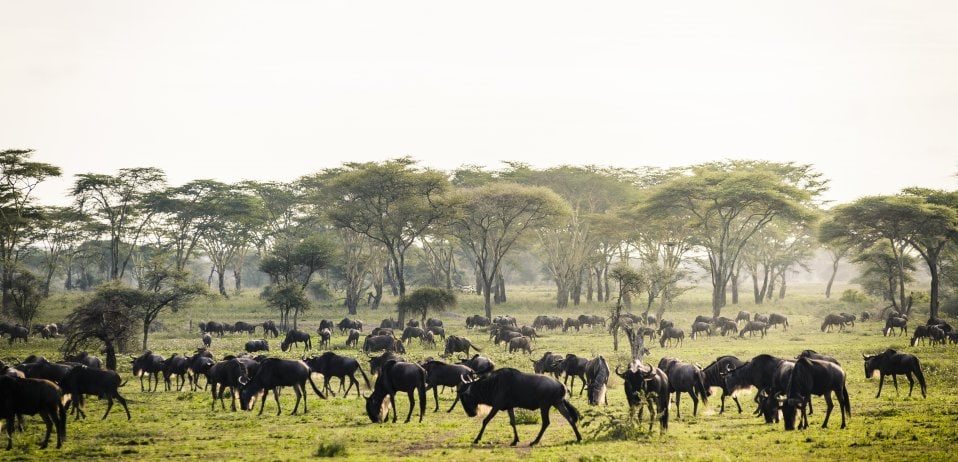 The green season, characterised by long rainfall is a beautiful time of year to visit Kenya or Tanzania