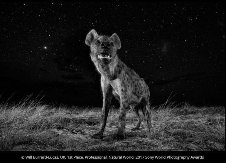 Photographer of the month: Will Burrard-Lucas