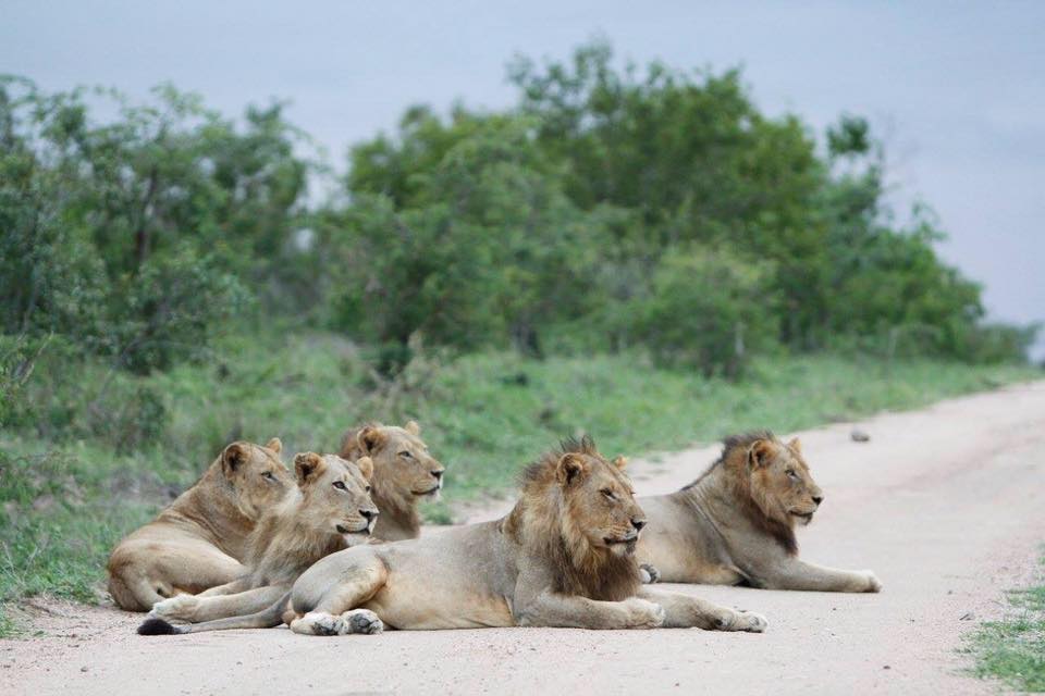 Who are the Eastern Bank male lions?