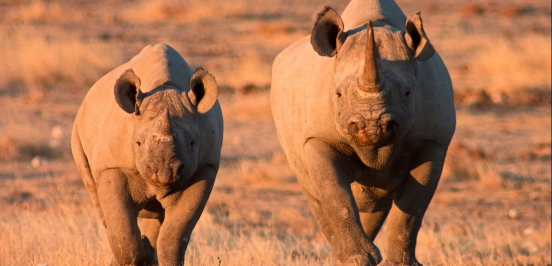 Five interesting facts about Etosha National Park