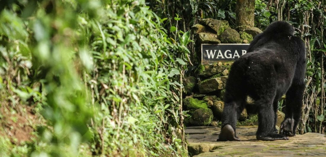 Four enchanting experiences to have in Bwindi Impenetrable Forest