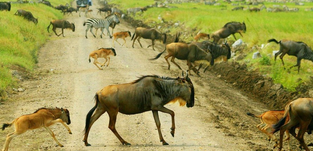 All you need to know about the Loita Migration