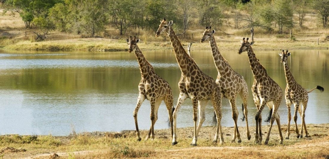 Five reasons why the Kruger should be on the top of your safari list