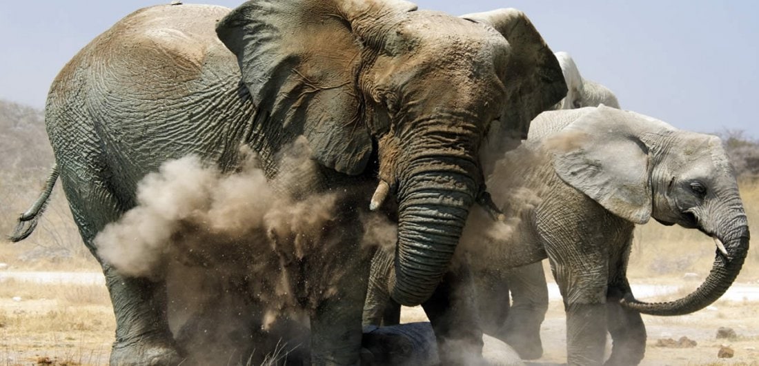 Five interesting facts about Etosha National Park
