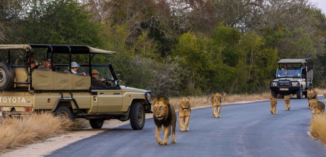 Five reasons why the Kruger should be on the top of your safari list