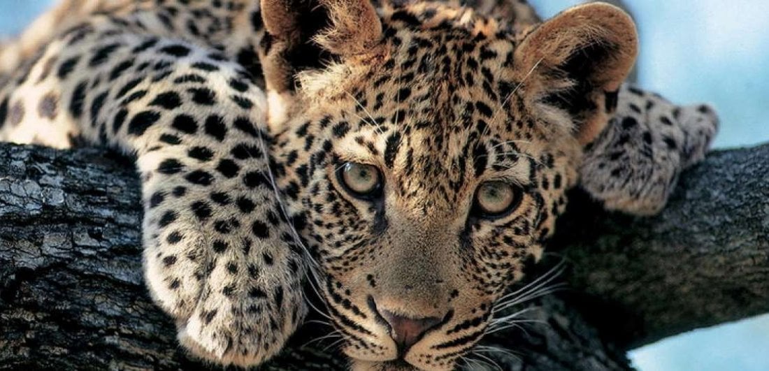 Five reasons why the Kruger should be on the top of your safari list