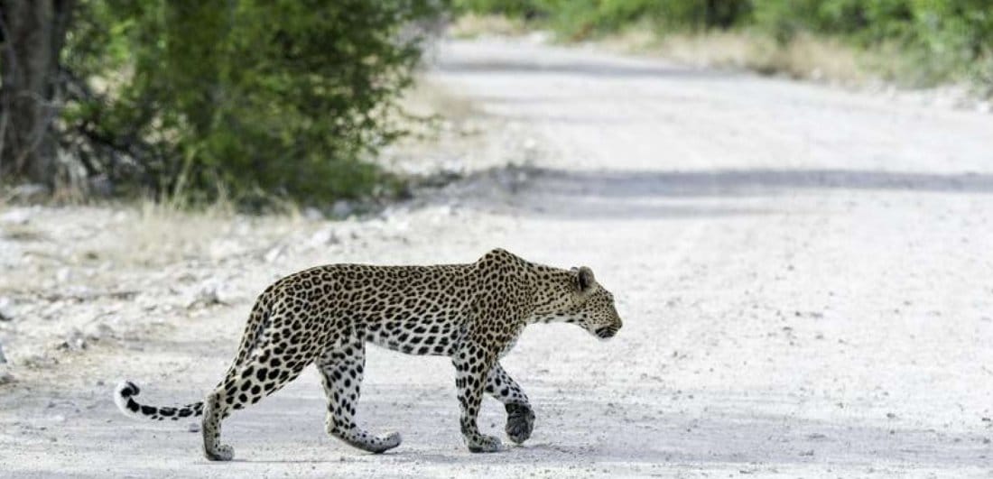 Five interesting facts about Etosha National Park