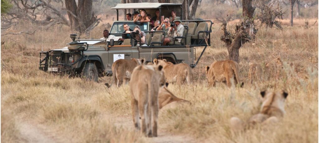 Safari vehicle observing lions, Botswana.