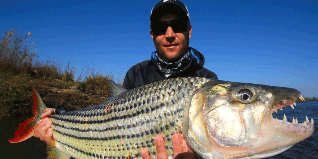 Tiger fishing in Botswana.