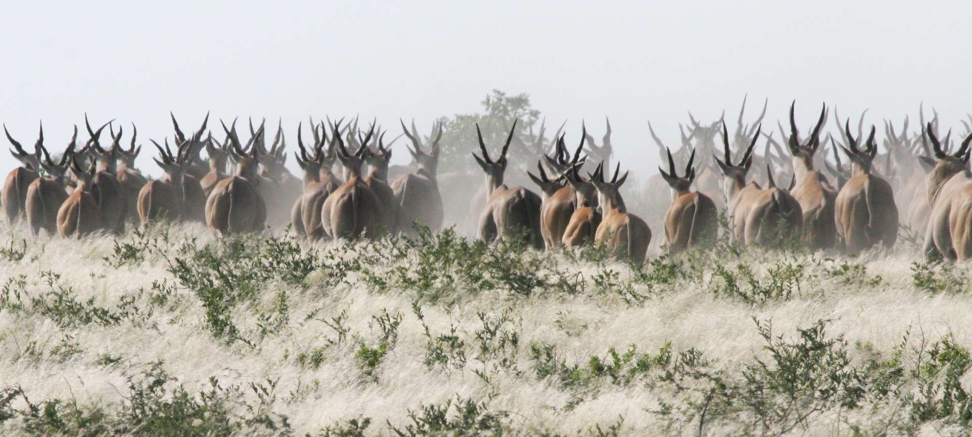 Botswana Antelopes 