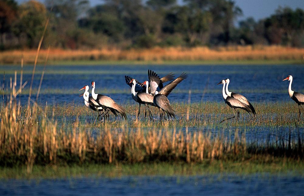 Birds gathering at a river