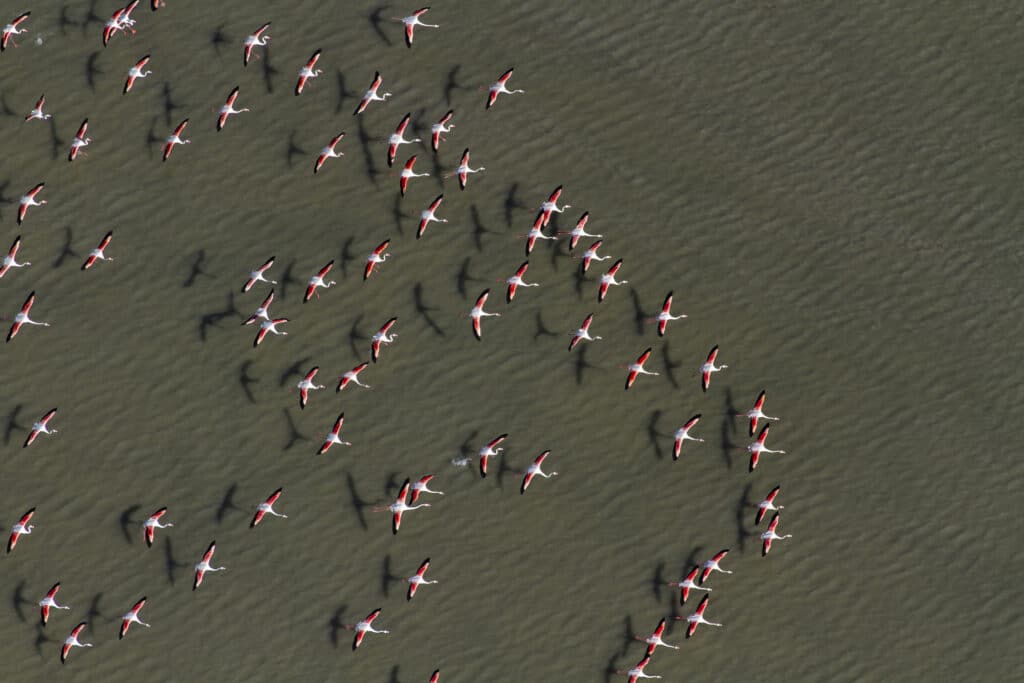 Aerial view of flamingo flying across Sowa Pan in Makgadikgadi Pans National Park. Botswana.