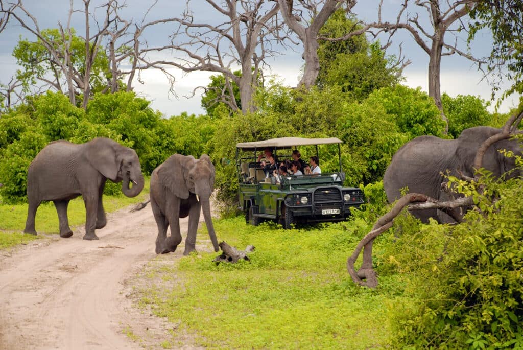 Tourists on safari game drive with the elephants in the bush of the Chobe National Park , Botswana.