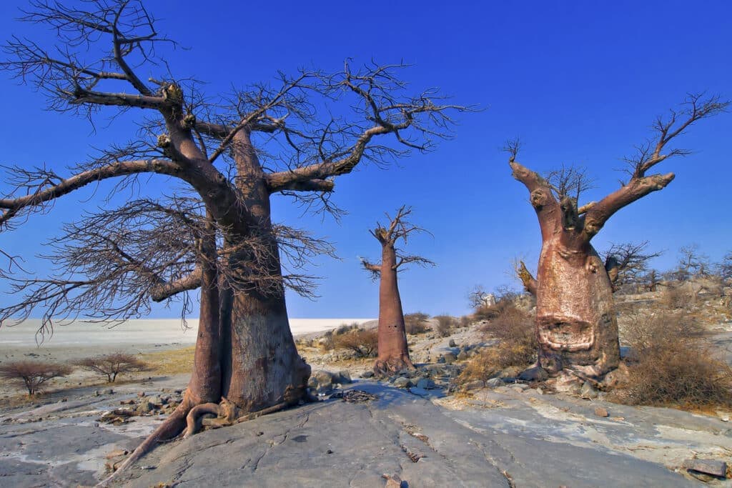 Baobab trees in Makgadikgadi Pans National Park, Botswana