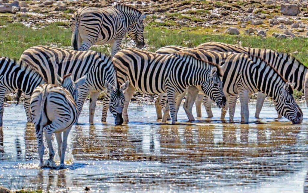 Zebras drinking water in Etosha National Park | Photo: Jürgen_Bierlein via pixabay